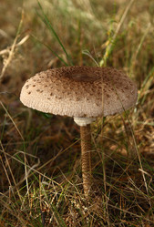 Similar image 981038