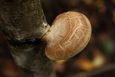 Similar image 981053