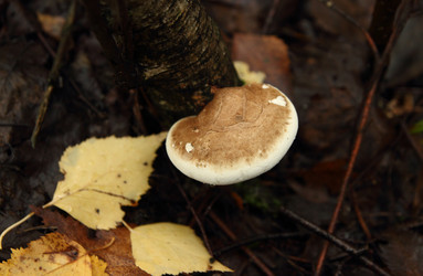 Similar image 981054