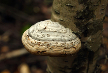 Similar image 981058