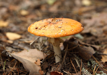 Similar image 981072