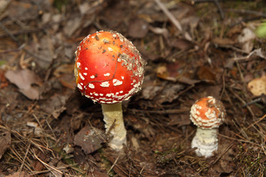 Similar image 981074