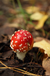 Similar image 981075