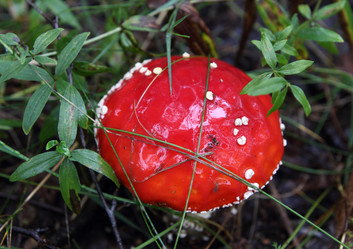 Similar image 981078