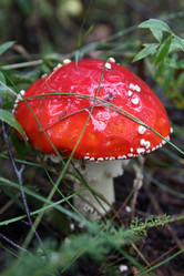 Similar image 981081