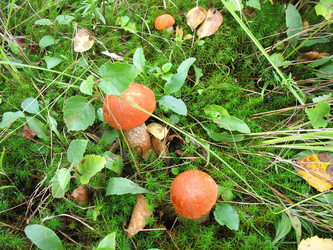 Similar image 981128