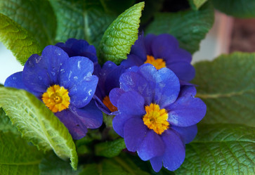 Similar image 981135