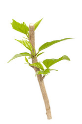 Similar image 981167