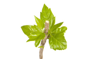 Similar image 981197