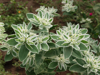 Similar image 981201