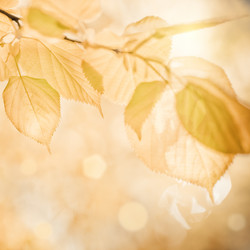 Similar image 981477