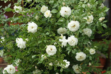 Similar image 981490