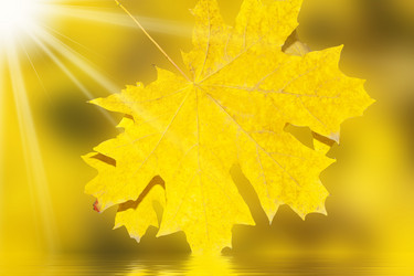 Similar image 981547