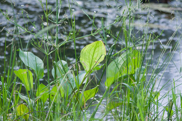 Similar image 981668