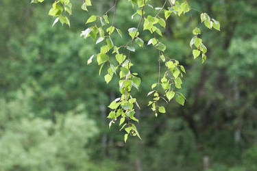 Similar image 981679