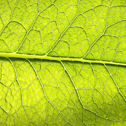 Similar image 981706