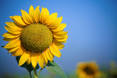 Similar image 981776