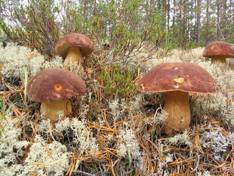 Similar image 981848