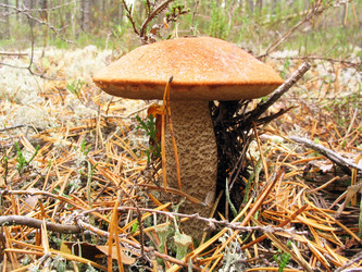 Similar image 981849