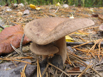 Similar image 981851