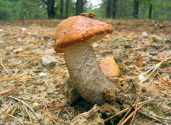 Similar image 981852