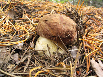 Similar image 981853