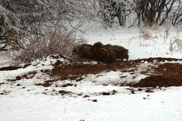 Similar image 981989