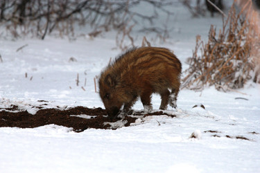 Similar image 981990