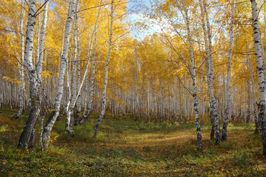 Similar image 982122