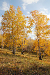 Similar image 982142