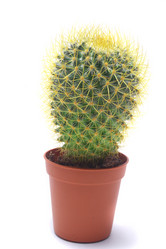 Similar image 982390