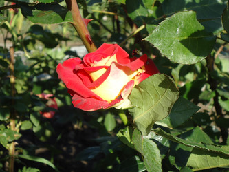 Similar image 982481