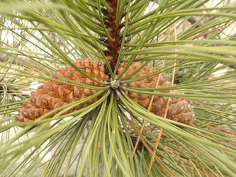 Similar image 982489