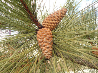 Similar image 982490