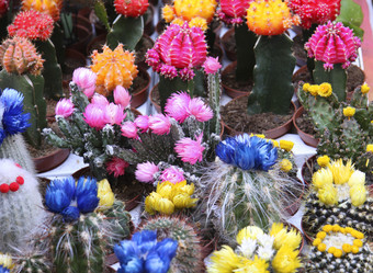 Similar image 982538