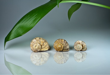 Similar image 982928