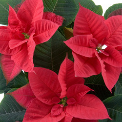 Similar image 983057