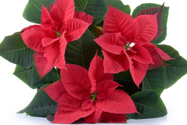 Similar image 983063