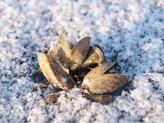 Similar image 983320