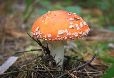 Similar image 983381