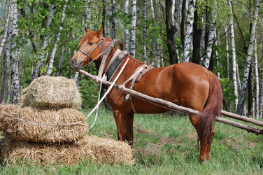 Similar image 983574