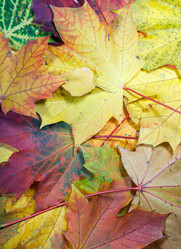 Similar image 983713