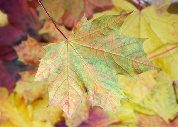 Similar image 983797