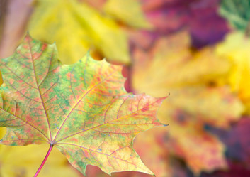 Similar image 983798