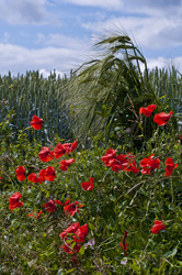 Similar image 983826