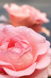 Similar image 983828