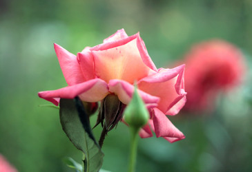 Similar image 983859