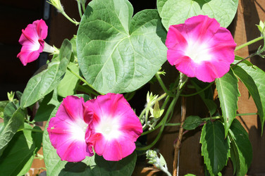 Similar image 983881