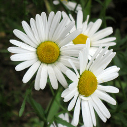 Similar image 983909