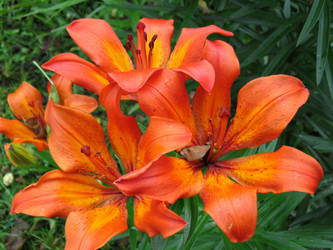 Similar image 983918